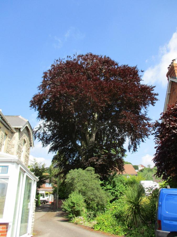 Brookshill House B & B Glastonbury Dış mekan fotoğraf